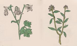 Herbarius - Gart der gesuntheit - Sundhedens Have, 1485. af Hans Schönsperger