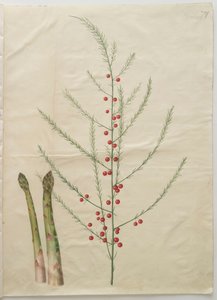 Asparagus officinalis fra albummet Gottorfer Codex, ca. 1650 (gouache på pergament) af Hans Simon Holtzbecher