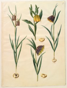 Fritillaria meleagris fra albummet Gottorf Codex, ca. 1650 (gouache på pergament)