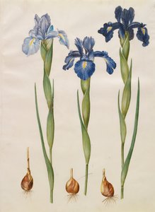 Iris xiphiodes fra albummet Gottorfer Codex, c.1650 (gouache på pergament)