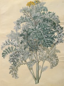 Jacobaea maritima fra albummet Gottorfer Codex, ca. 1650 (gouache på pergament)
