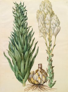 Lilium candidum monstrosum fra albummet Gottorfer Codex, ca. 1650 (gouache på pergament)