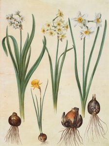 Narcissus tazetta, narcissus orientalis og corbularia bulbocodium fra albummet Gottorfer Codex, ca. 1650 (gouache på pergament)