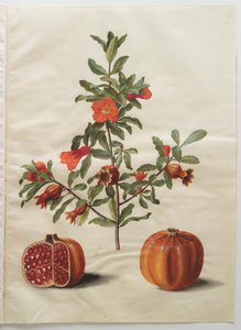 Punica granatum fra albummet Gottorfer Codex, ca. 1650 (gouache på pergament)