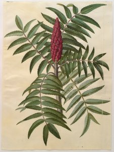 Rhus typhina fra albummet Gottorfer Codex, ca. 1650 (gouache på pergament)