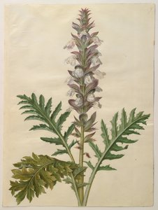 Acanthus mollis af Hans Simon Holtzbecker