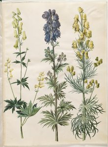 Aconitum lycoctonum (nordisk stormhat); Aconite napellus (Ægte stormhat); Aconite anthora (finbladet stormhat) af Hans Simon Holtzbecker