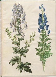 Broget Aconite (broget stormhat); Aconite napellus (ægte stormhat) af Hans Simon Holtzbecker