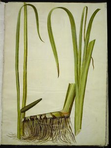 Acorus kalmus (almindelig kalmus) af Hans Simon Holtzbecker