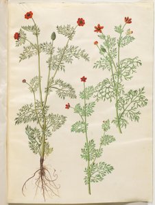 Adonis årlig (høst-adonis); Adonis sommer (sommer-adonis) af Hans Simon Holtzbecker