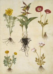 Vernal Adonis (vår-adonis); Cypripedium calceolus (stor fruesko); Asiatisk ranunkel (have-ranunkel); Smørblomst (art af ranunkel) af Hans Simon Holtzbecker