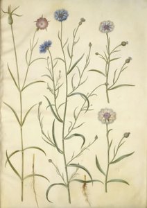 Agrostemma githago (almindelig klinte); Centaurea cyanus (kornblomst) af Hans Simon Holtzbecker