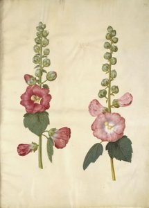 Alcea rosea (har-stokrose) af Hans Simon Holtzbecker