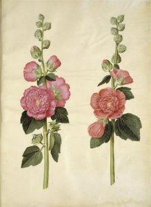 Alcea rosea (har-stokrose) af Hans Simon Holtzbecker