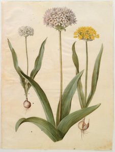 Allium moly (guld-løg); Allium nigrum (sort løg) af Hans Simon Holtzbecker