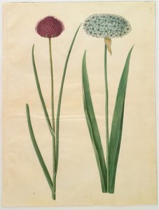 Allium sphaerocephalon (middelhavs-prydløg); Allium nigrum (sort løg) af Hans Simon Holtzbecker