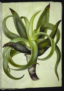 Aloe (aloe) af Hans Simon Holtzbecker