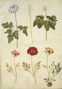Anemone apennina (appenniner-anemone); Tiarella cordifolia (almindelig skumblomst); Anemone trifolia (trilling-anemone); Ranunculus asiaticus (have-ranunkel) af Hans Simon Holtzbecker