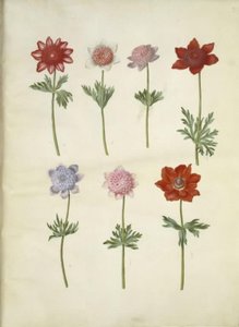 Anemone coronaria (fransk anemone) af Hans Simon Holtzbecker