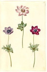 Anemone coronaria (fransk anemone) af Hans Simon Holtzbecker