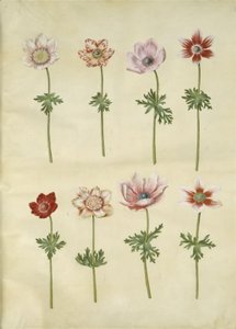 Anemone coronaria (fransk anemone) af Hans Simon Holtzbecker