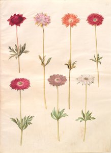 Anemone coronaria (fransk anemone); Anemone ×fulgens (skinnende anemone) af Hans Simon Holtzbecker