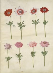 Anemone coronaria L. (fransk anemone); Anemone pavonina (påfugle-anemone) af Hans Simon Holtzbecker