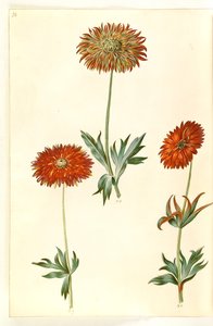 Anemone ×fulgens (skinnende anemone) af Hans Simon Holtzbecker