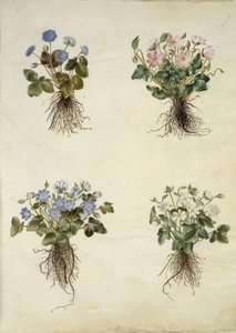 Anemone hepatica (blå anemone) af Hans Simon Holtzbecker