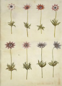 Anemone pavonina (påfugle-anemone) af Hans Simon Holtzbecker