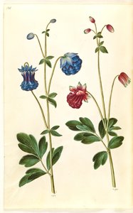 Aquilegia vulgaris (almindelig akeleje) af Hans Simon Holtzbecker