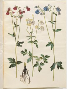 Aquilegia vulgaris (almindelig akeleje) af Hans Simon Holtzbecker