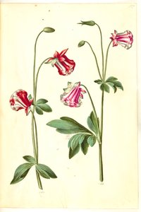 Aquilegia vulgaris (almindelig akeleje) af Hans Simon Holtzbecker