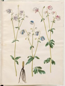 Aquilegia vulgaris (almindelig akeleje) af Hans Simon Holtzbecker