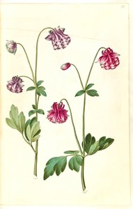 Aquilegia vulgaris (almindelig akeleje) af Hans Simon Holtzbecker