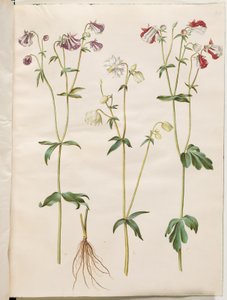 Aquilegia vulgaris (almindelig akeleje) af Hans Simon Holtzbecker