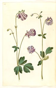 Aquilegia vulgaris (almindelig akeleje) af Hans Simon Holtzbecker