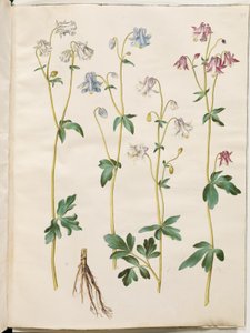 Aquilegia vulgaris (almindelig akeleje) af Hans Simon Holtzbecker