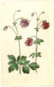 Aquilegia vulgaris (almindelig akeleje) af Hans Simon Holtzbecker