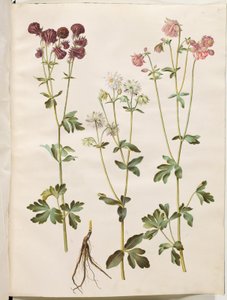 Aquilegia vulgaris (almindelig akeleje) af Hans Simon Holtzbecker