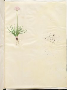 Armeria maritima (almindelig engelskgræs) af Hans Simon Holtzbecker