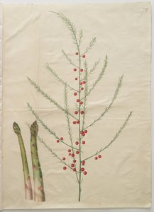 Asparges officinalis af Hans Simon Holtzbecker