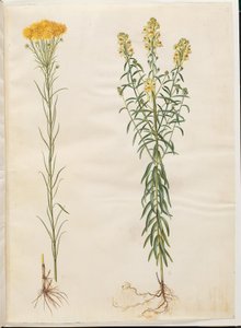 Aster linosyris (guldhår-asters); Linaria vulgaris (almindelig torskemund) af Hans Simon Holtzbecker