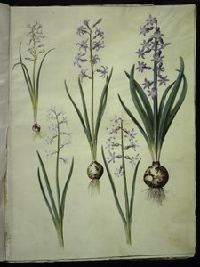 Brimeura amethystina (pyreneisk blå); Orientalsk hyacint (Almindelig hyacint) af Hans Simon Holtzbecker