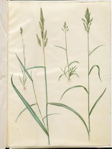Bromus byg (blød hejre); Phalaris arundinacea af Hans Simon Holtzbecker