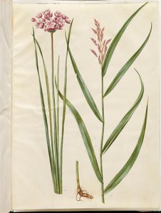 Butomus umbellatus (brudelys); Phragmites australis (almindelig tagrør) af Hans Simon Holtzbecker