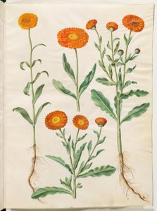 Calendula officinalis (have-morgenfrue) af Hans Simon Holtzbecker