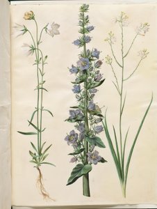 Campanula persicifolia (smalbladet kloke); Pyramideklokke (pyramide-klokke); Anthericum ramosum (grenet edderkopurt) af Hans Simon Holtzbecker