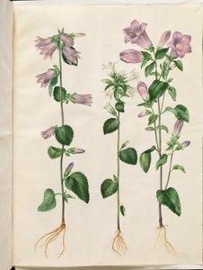 Campanula trachelium (nælde-klokke); Campanula medium (marie-klokke)