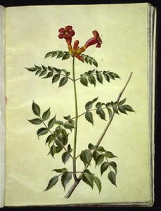 Campsis radicans (almindelig trompetblomst) af Hans Simon Holtzbecker